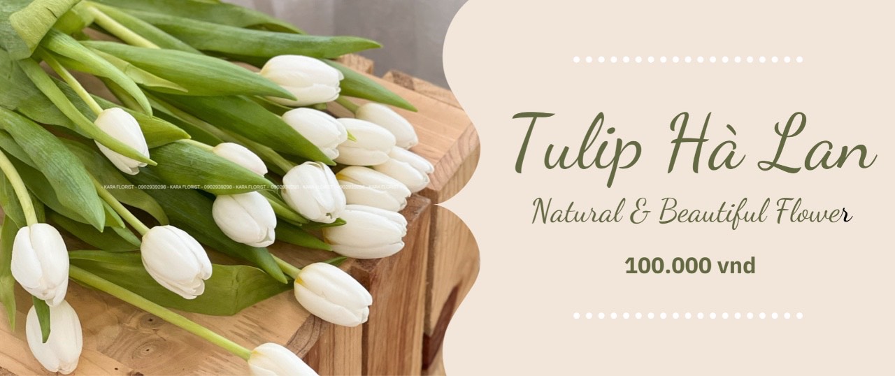 Tulip